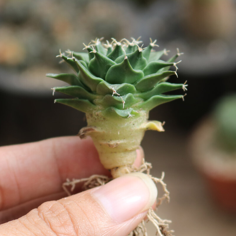 2-3cm 1PCS Obregonia Denegrii