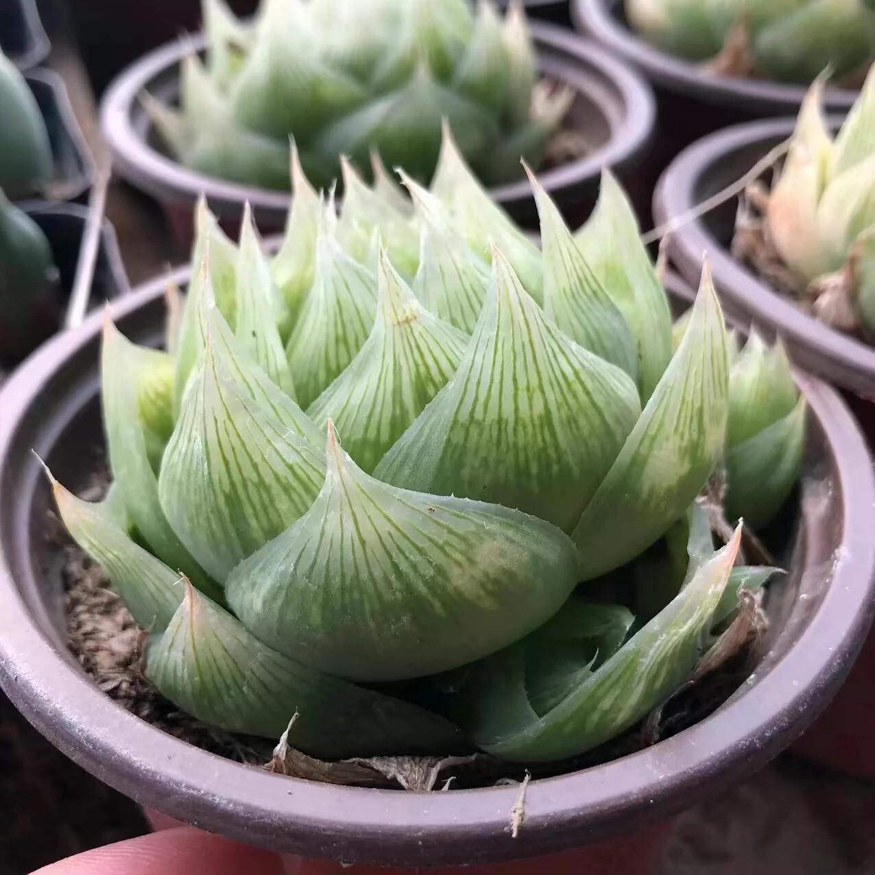 4-5cm Haworthia lockwoodii pretty Primitive