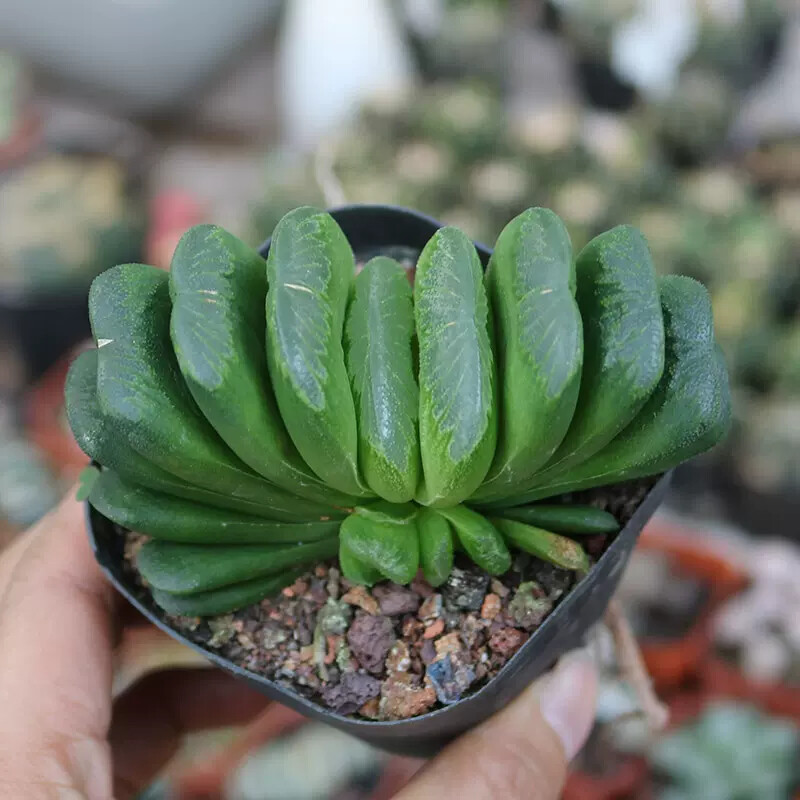 6CM Haworthia truncata Schönland
