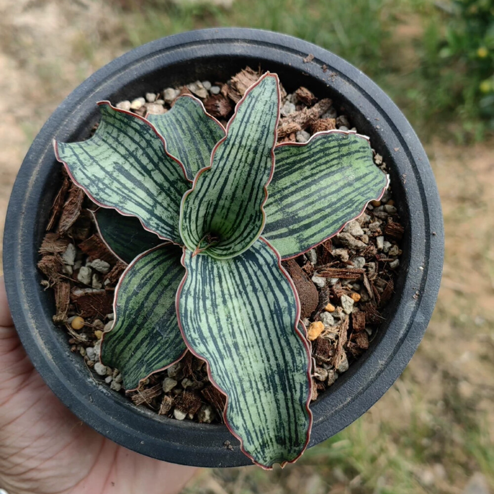6-8cm Sansevieria Egyptian Queen