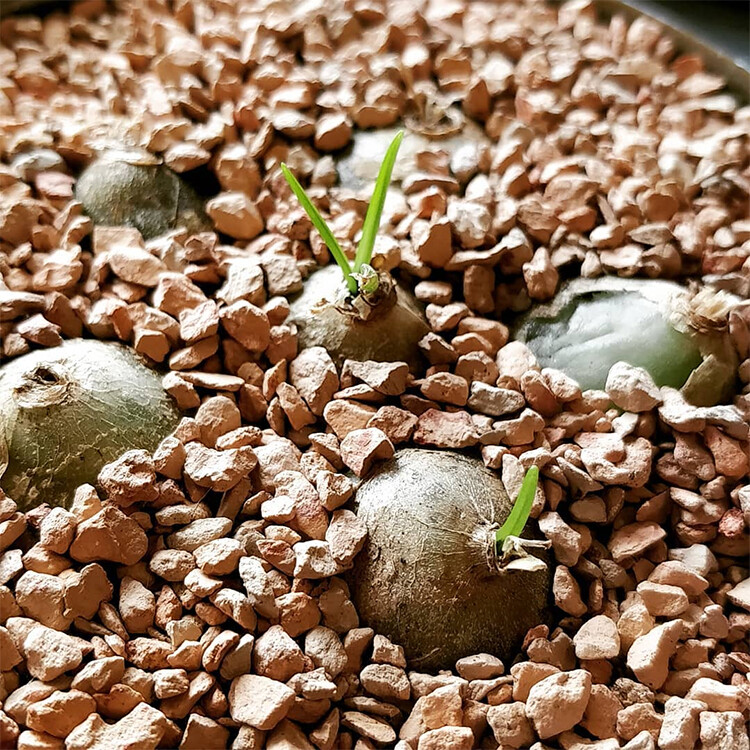 2cm Bowiea Volubilis