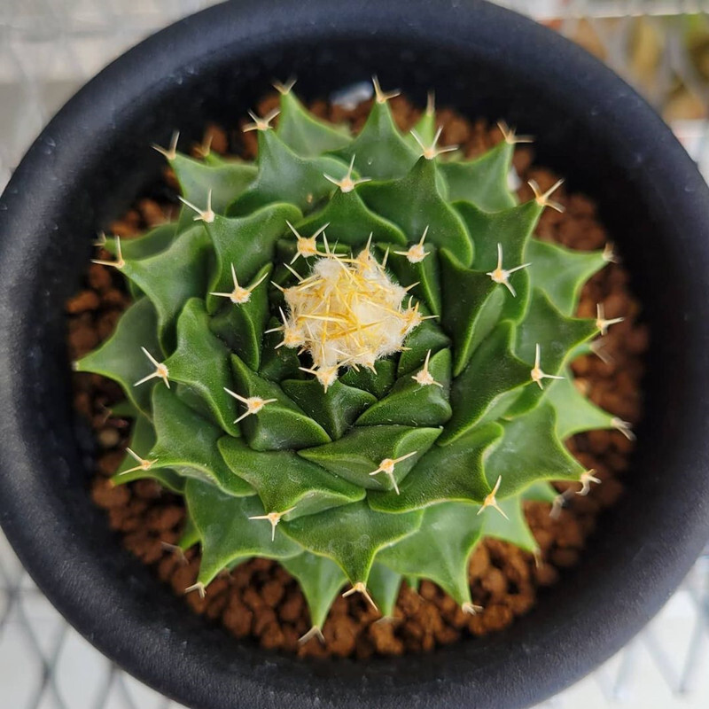 2-3cm 1PCS Obregonia Denegrii