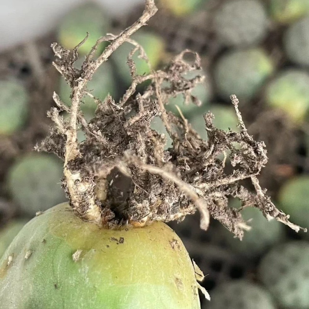 4cm Single Head Tephrocactus