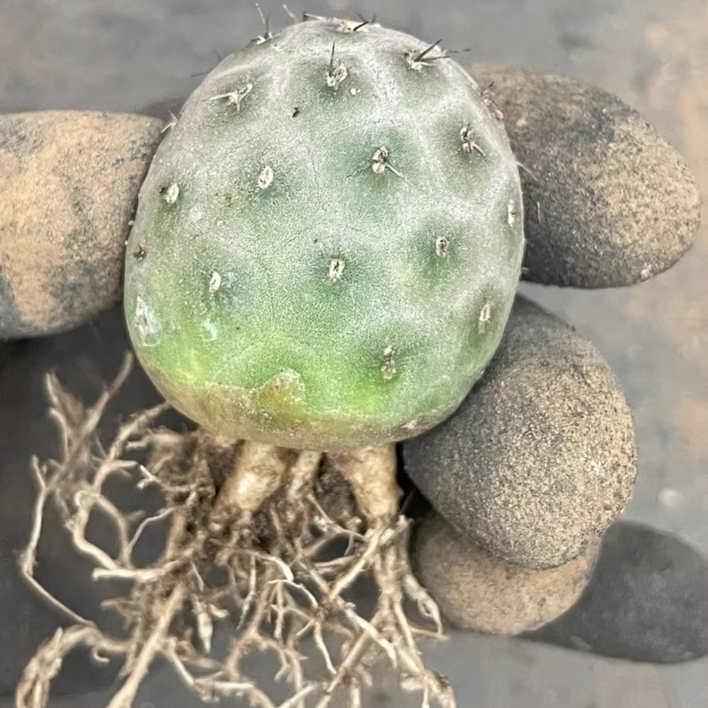4cm Single Head Tephrocactus