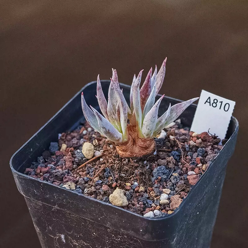 4-5cm Dudleya calcicola
