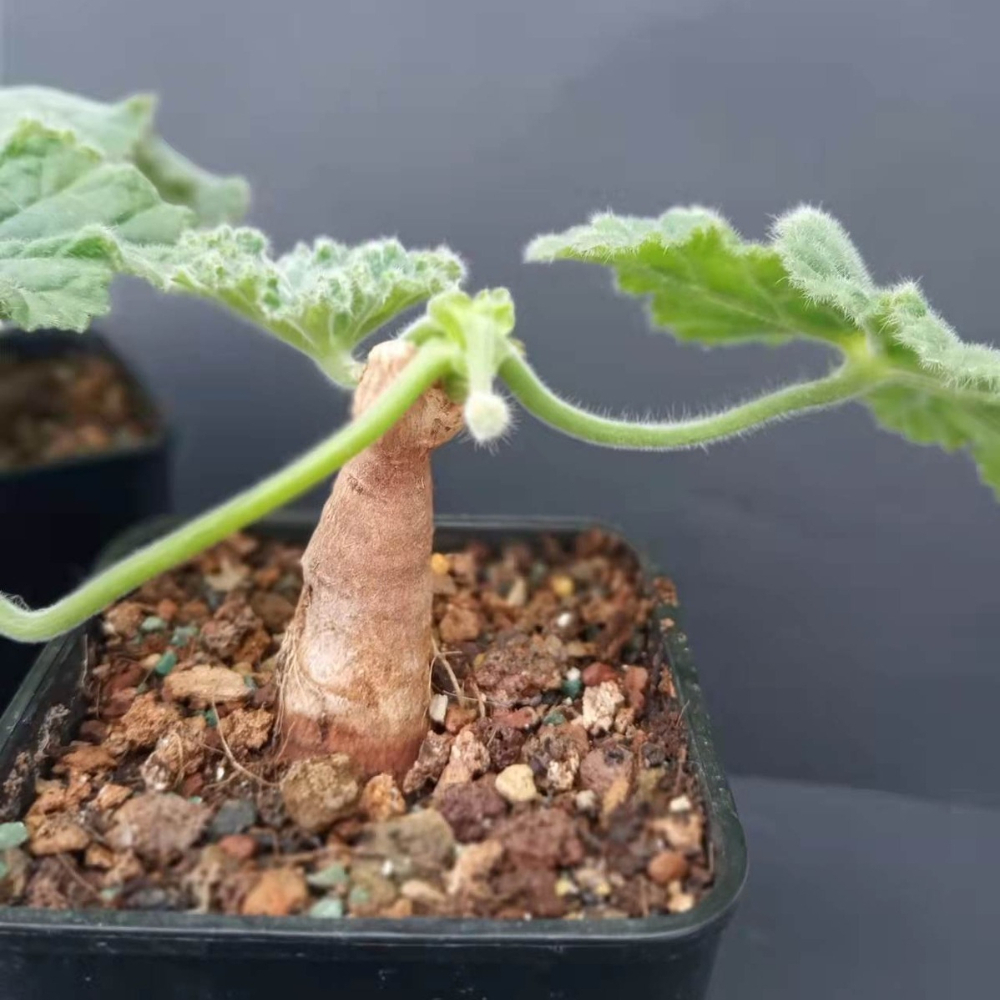 1-1.5CM Pelargonium Lobatum