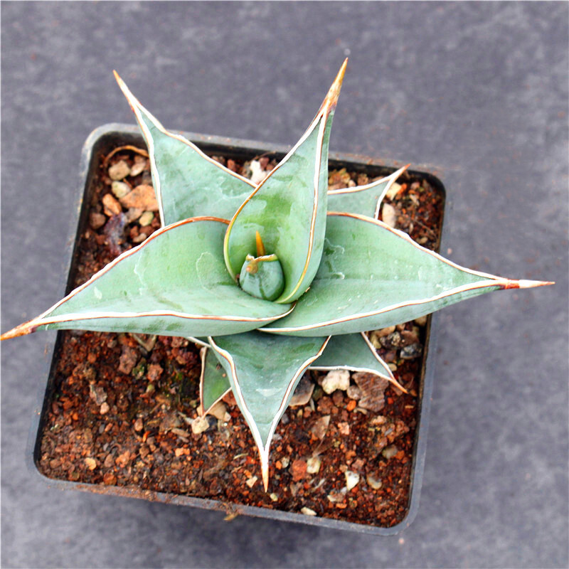 7-9CM Sansevieria Pinguicula