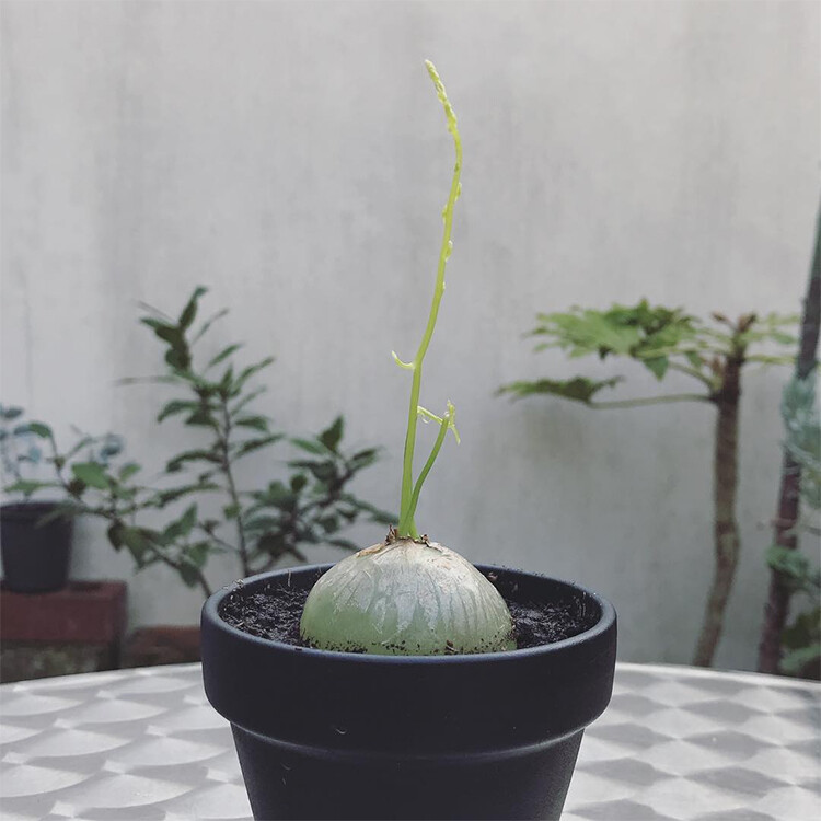 2cm Bowiea Volubilis