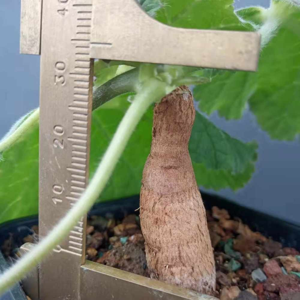 1-1.5CM Pelargonium Lobatum