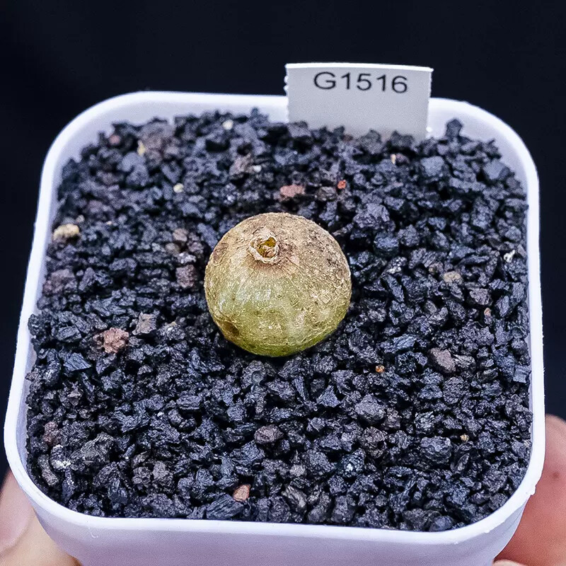 2cm Bowiea Volubilis