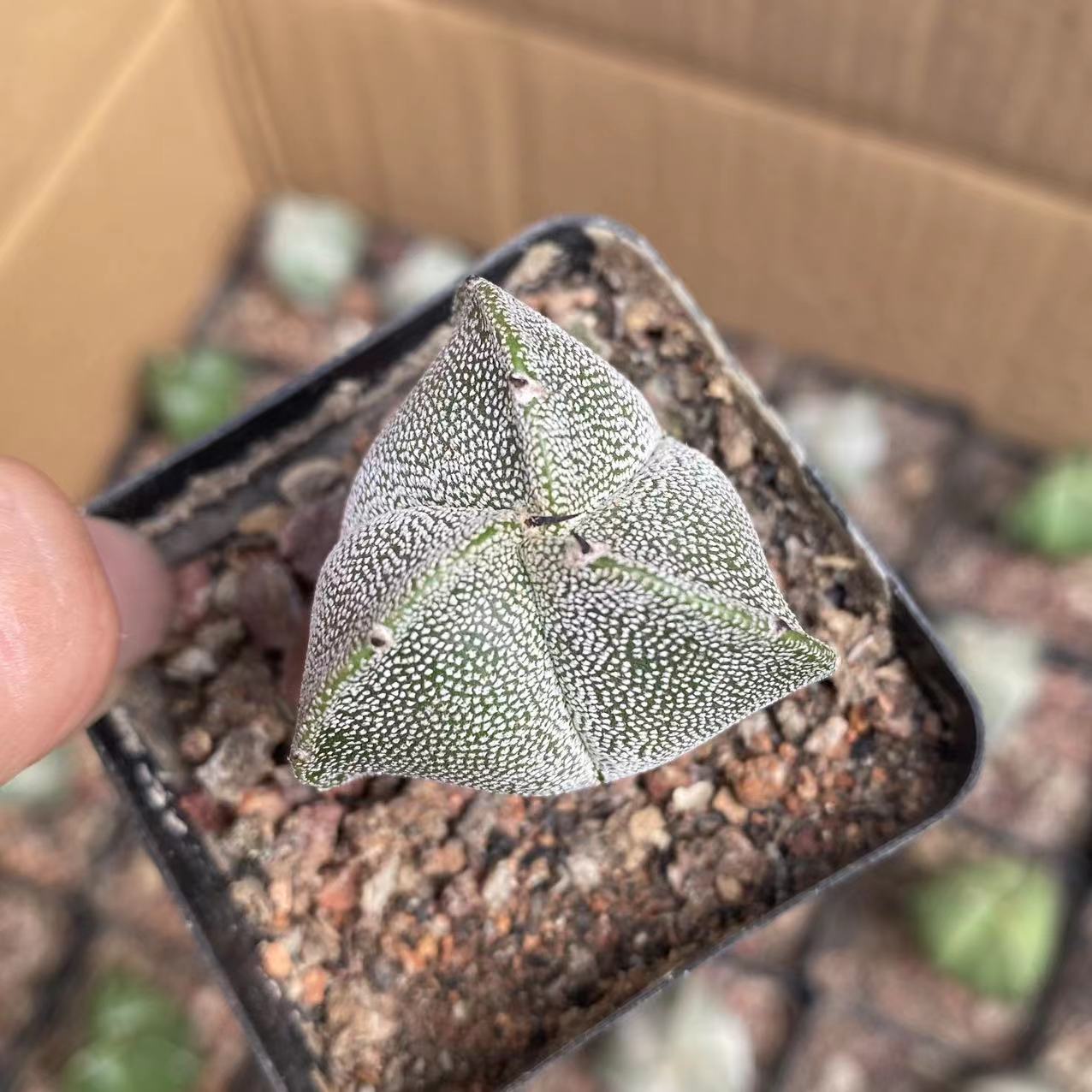 2.5-3cm Astrophytum Asterias