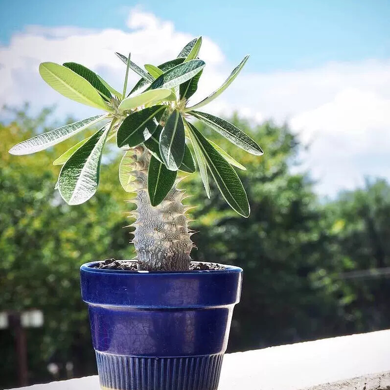5-7cm Pachypodium Densiflorum