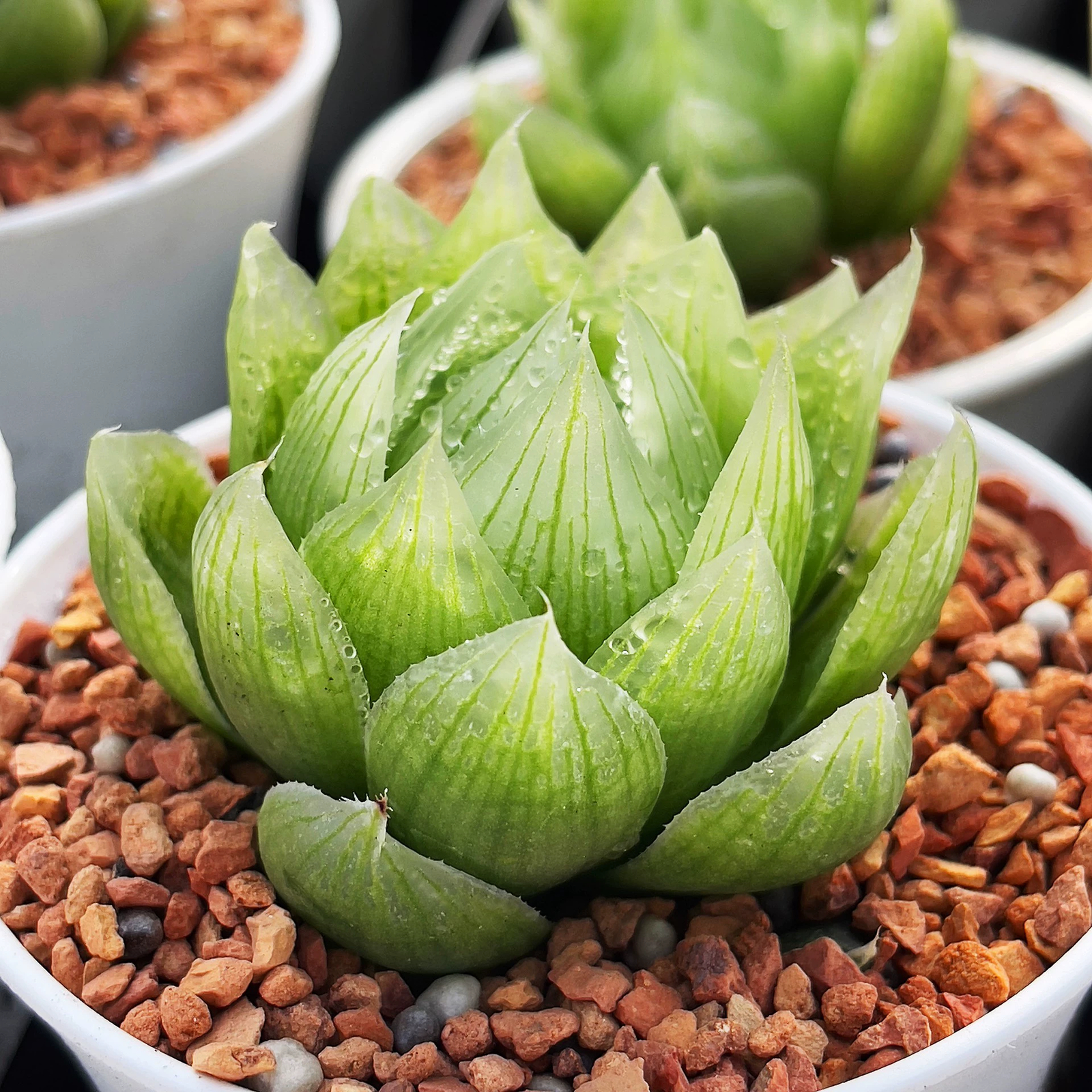 4-5cm Haworthia lockwoodii pretty Primitive