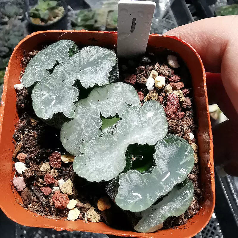 6-8cm Haworthia Truncata Onawa Variegated