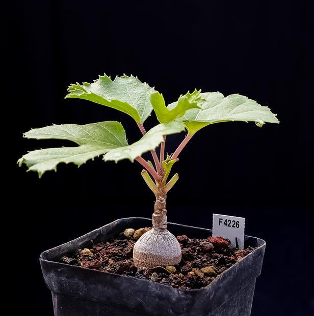 2-3CM Cussonia paniculata