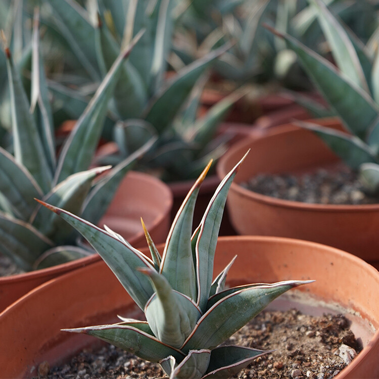 7-9CM Sansevieria Pinguicula
