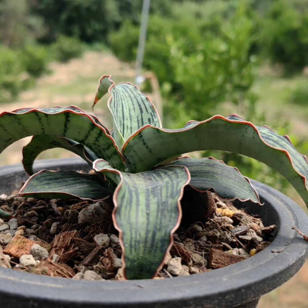 6-8cm Sansevieria Egyptian Queen