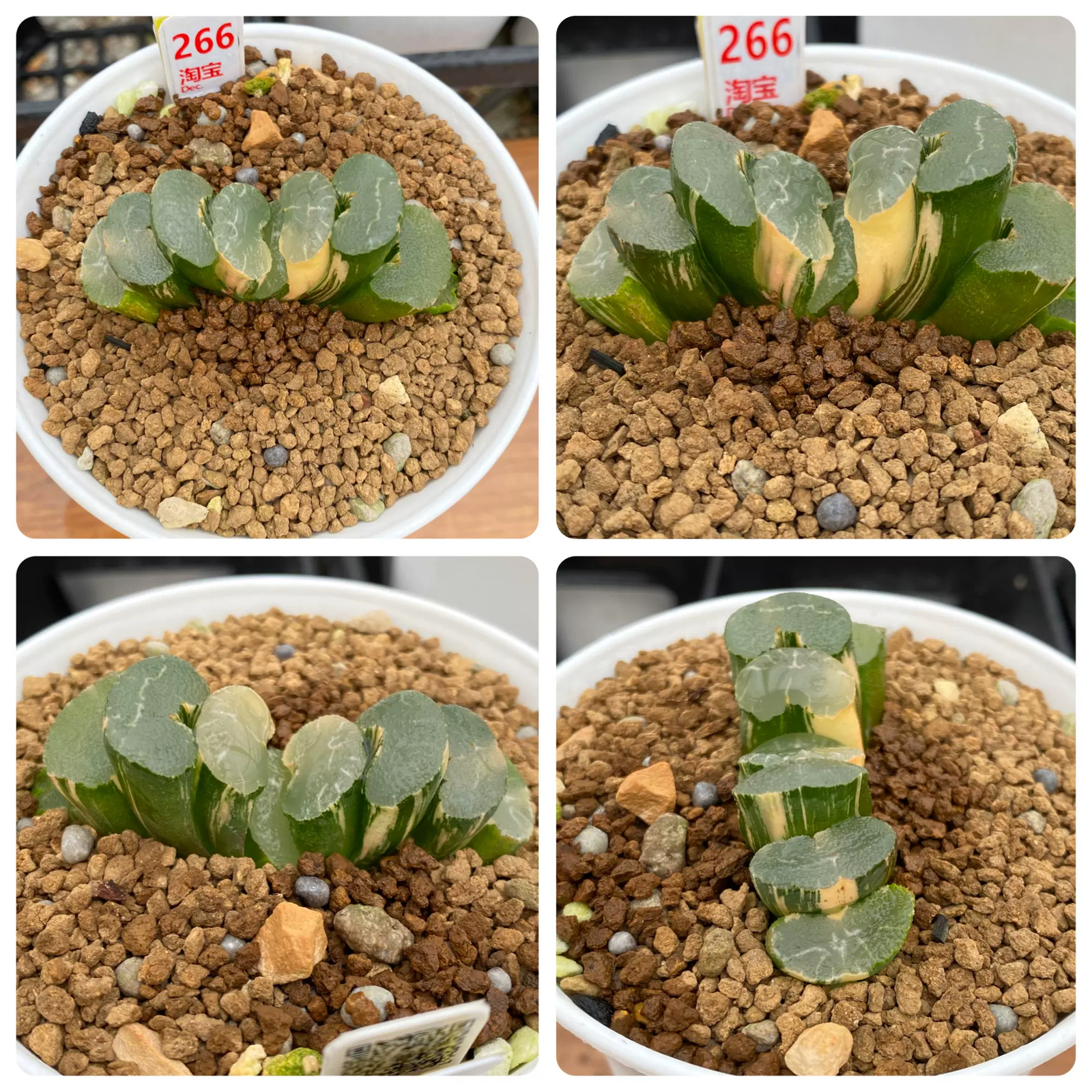 5-6cm Haworthia Truncata Onawa Variegated