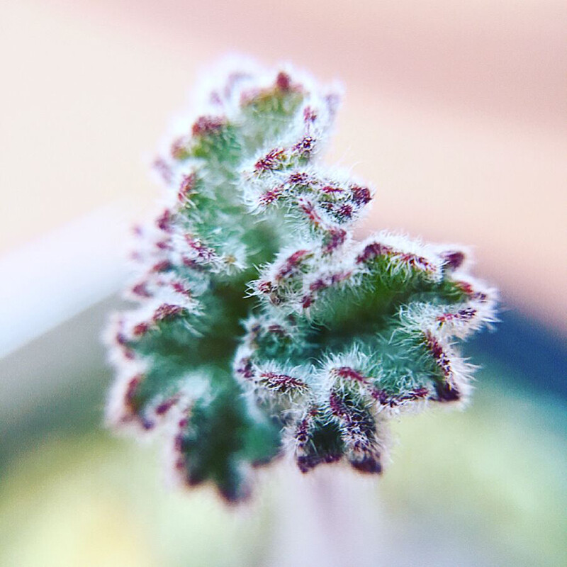 1-1.5CM Pelargonium Lobatum