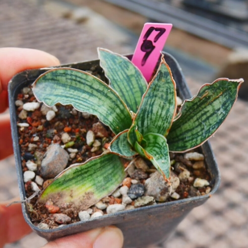 6-8cm Sansevieria Egyptian Queen