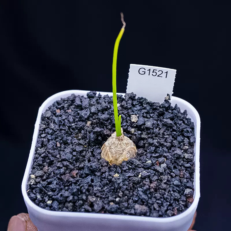 2cm Bowiea Volubilis