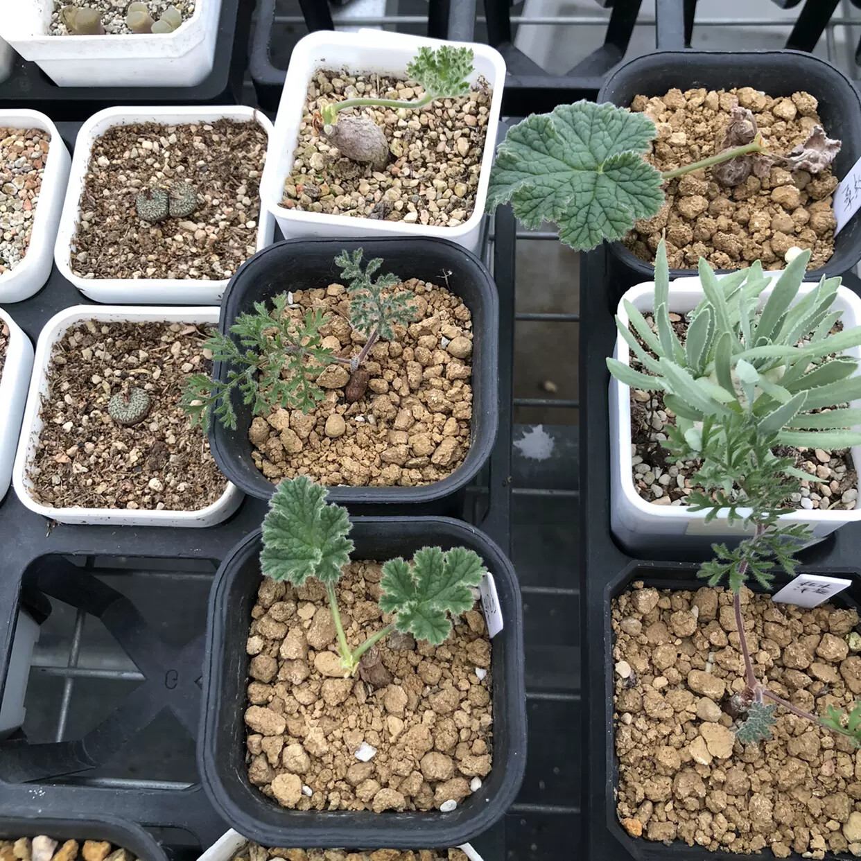 1-1.5CM Pelargonium Lobatum