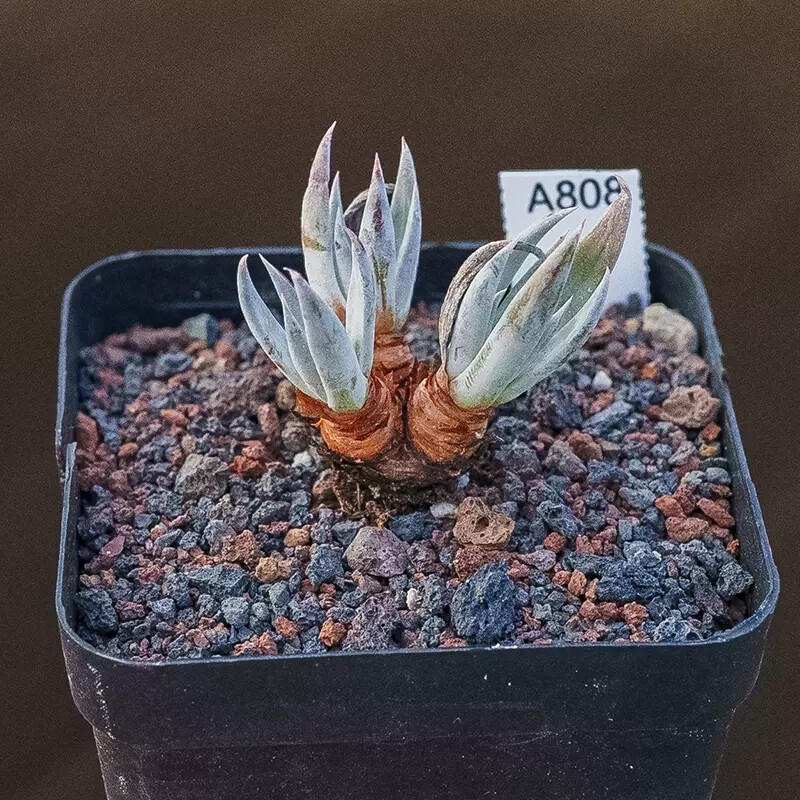 4-5cm Dudleya calcicola