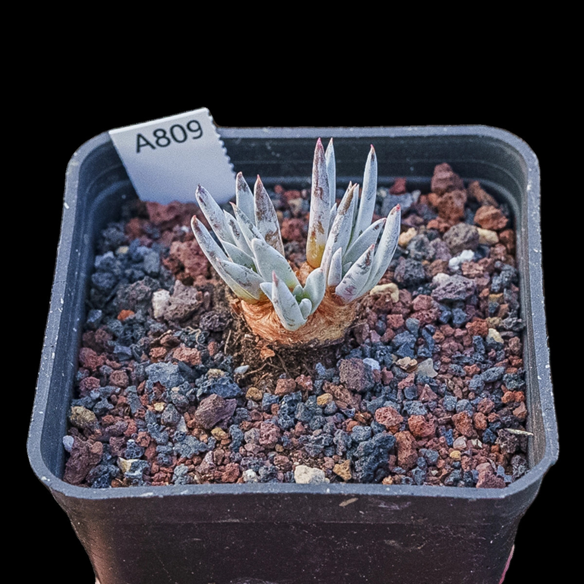 4-5cm Dudleya calcicola