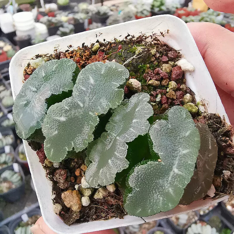 6-8cm Haworthia Truncata Onawa Variegated