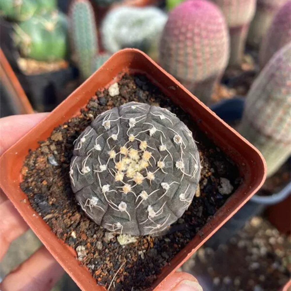 3-4cm 1PCS Gymnocalycium Ragonesei