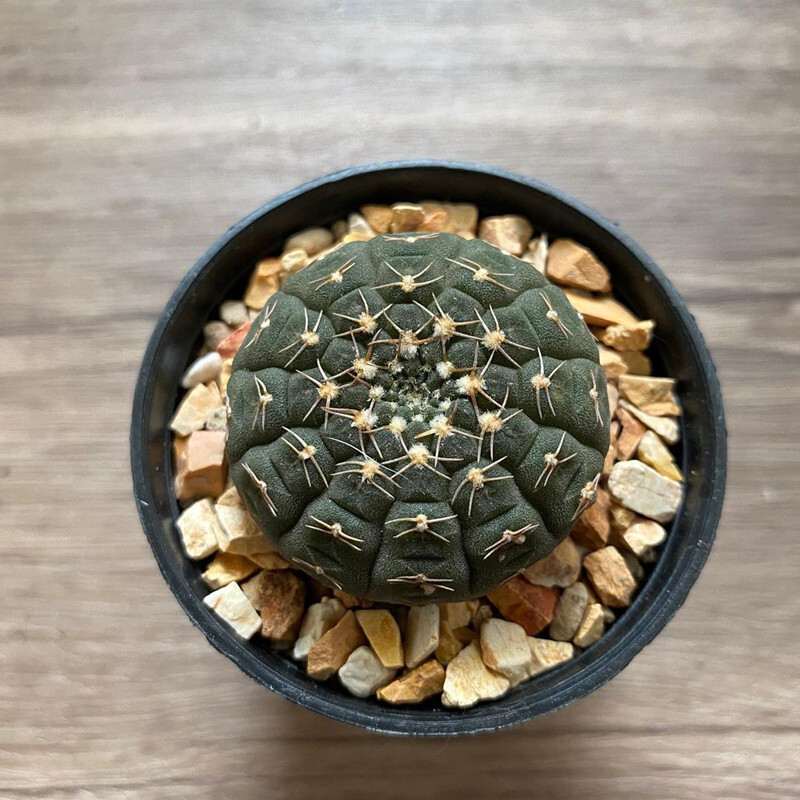 3-4cm 1PCS Gymnocalycium Ragonesei