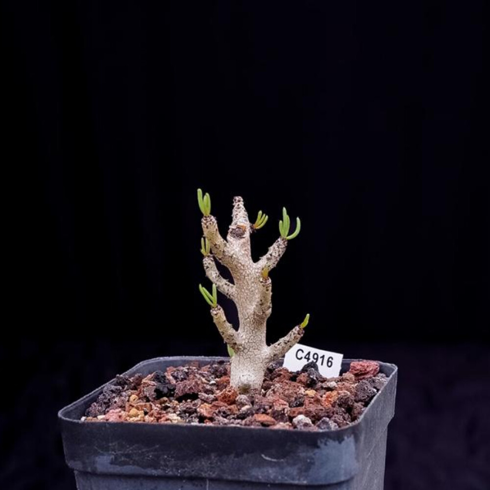 8CM 1PCS Sansevieria Pinguicula