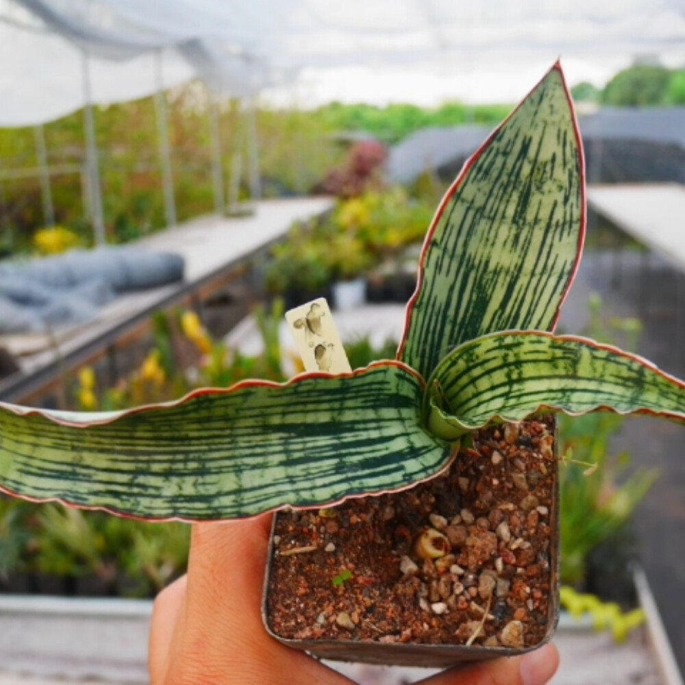 6-8cm Sansevieria Egyptian Queen