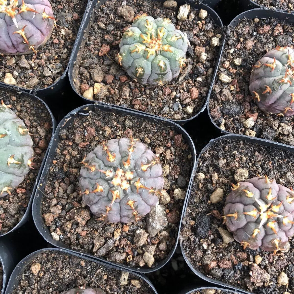 3-4cm Gymnocalycium Unguispinum