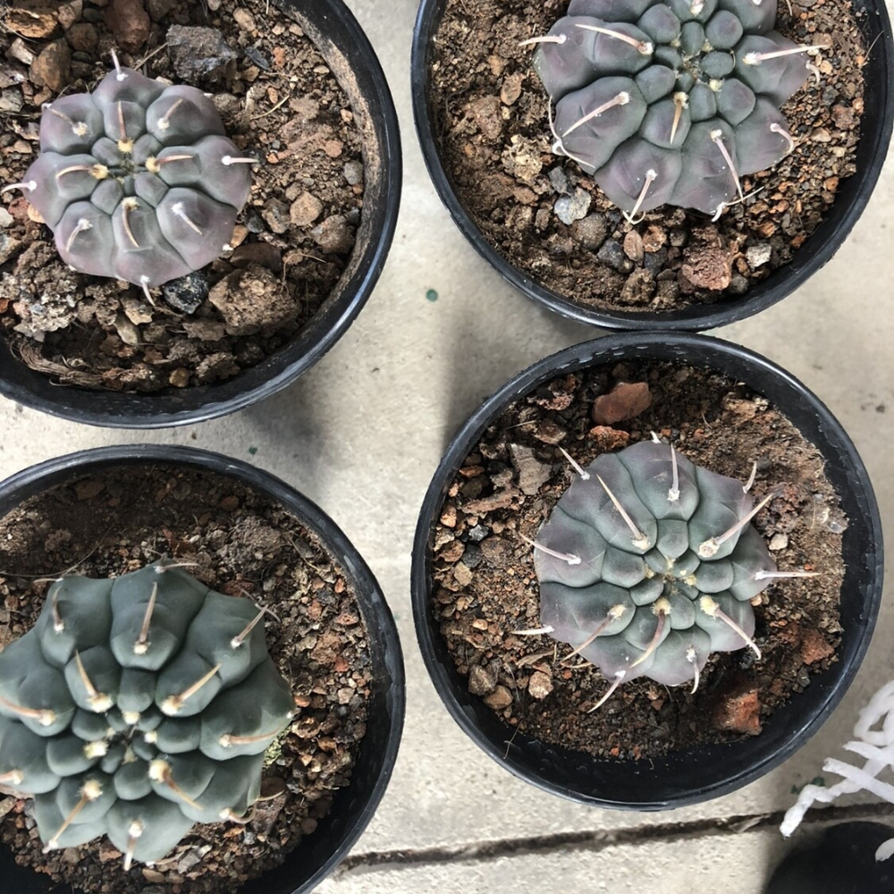 3-4cm Gymnocalycium Vatteri