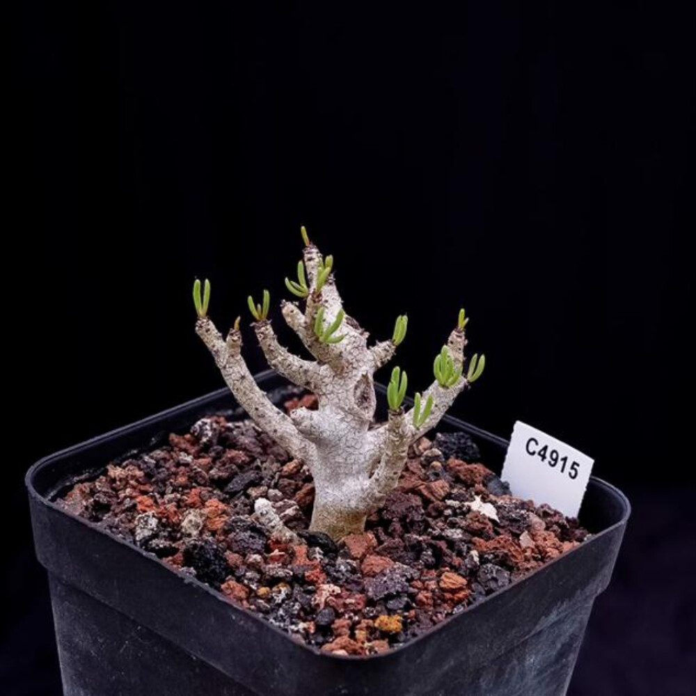 8CM 1PCS Sansevieria Pinguicula