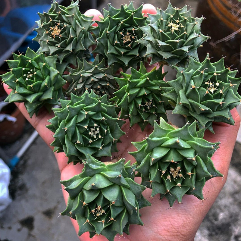 2-3cm 1PCS Obregonia Denegrii