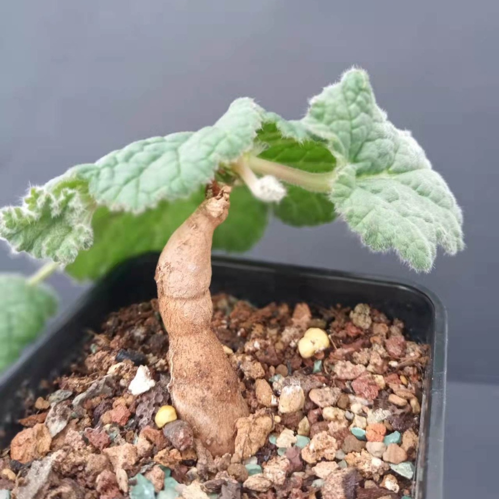 1-1.5CM Pelargonium Lobatum