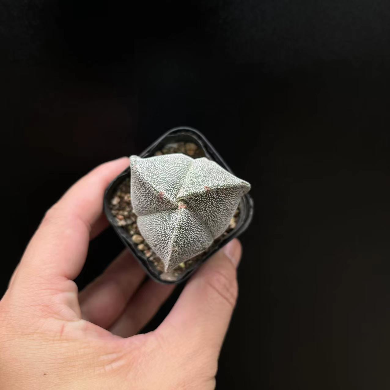 2.5-3cm Astrophytum Asterias