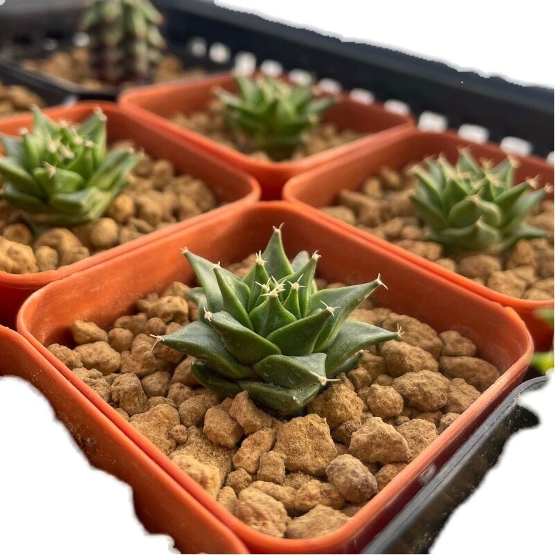 2-3cm 1PCS Obregonia Denegrii