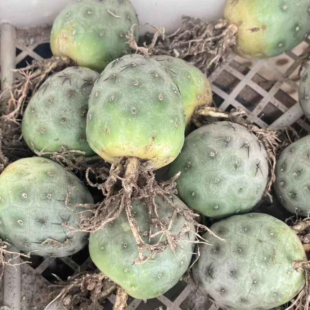 4cm Single Head Tephrocactus