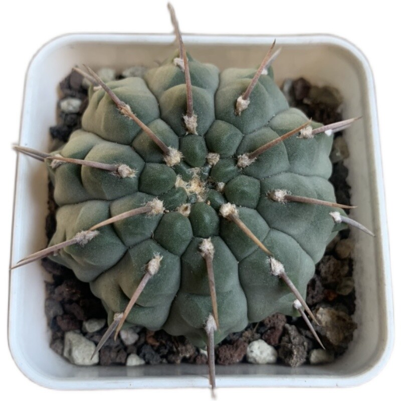 3-4cm Gymnocalycium Vatteri