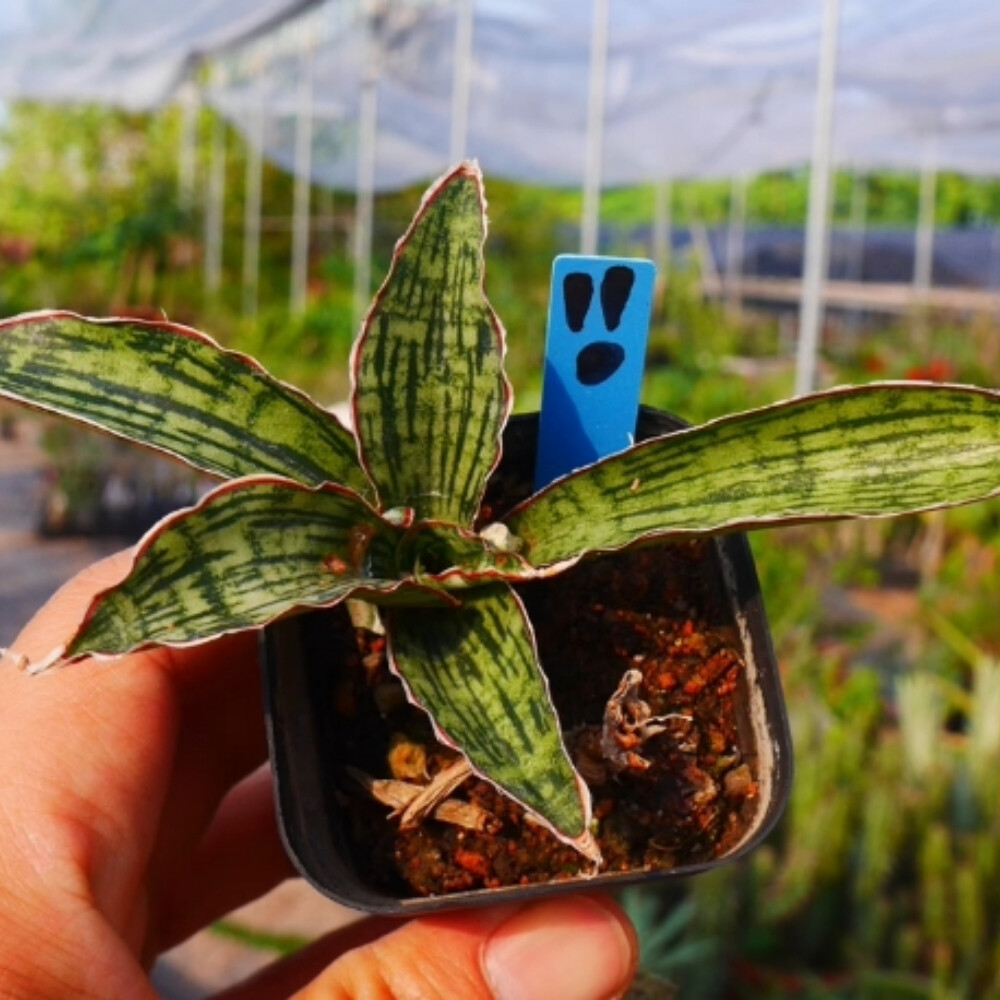 6-8cm Sansevieria Egyptian Queen