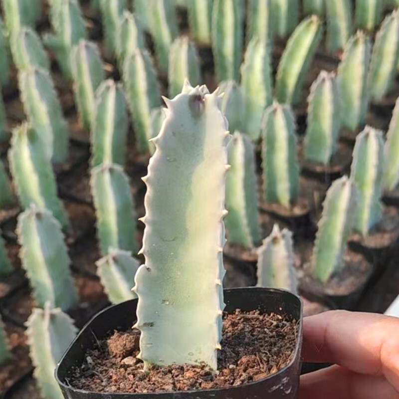 7-8cm Caralluma Speciosa Orbea Appears