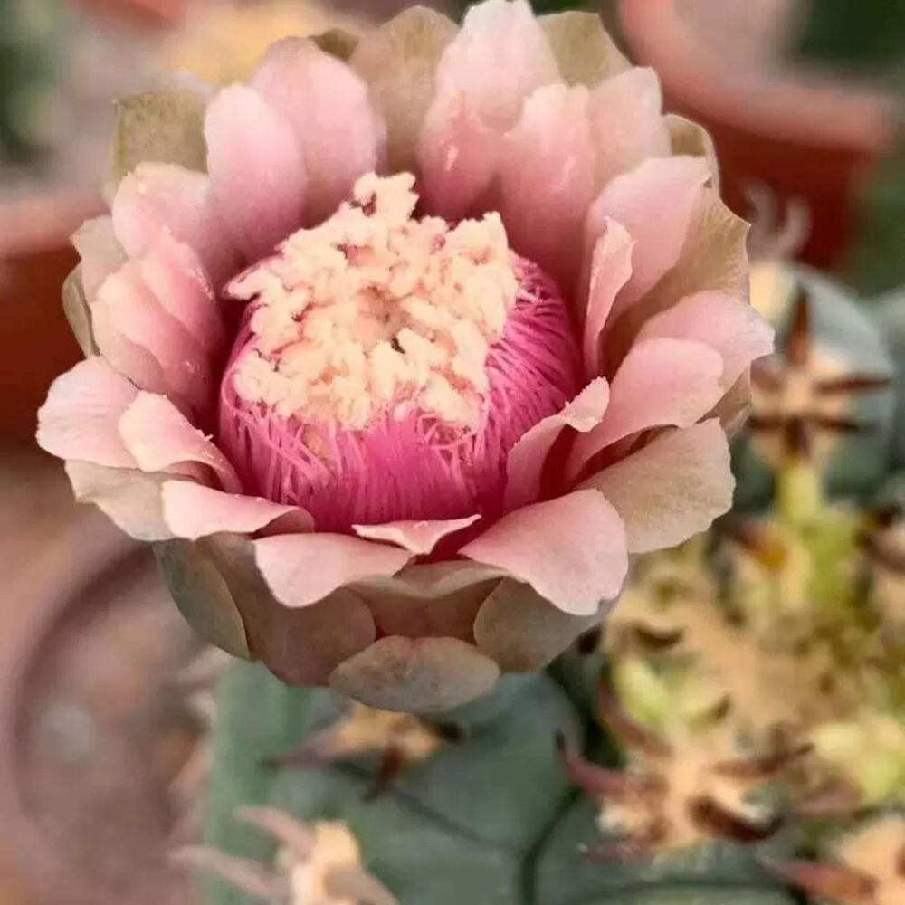3-4cm Gymnocalycium Unguispinum