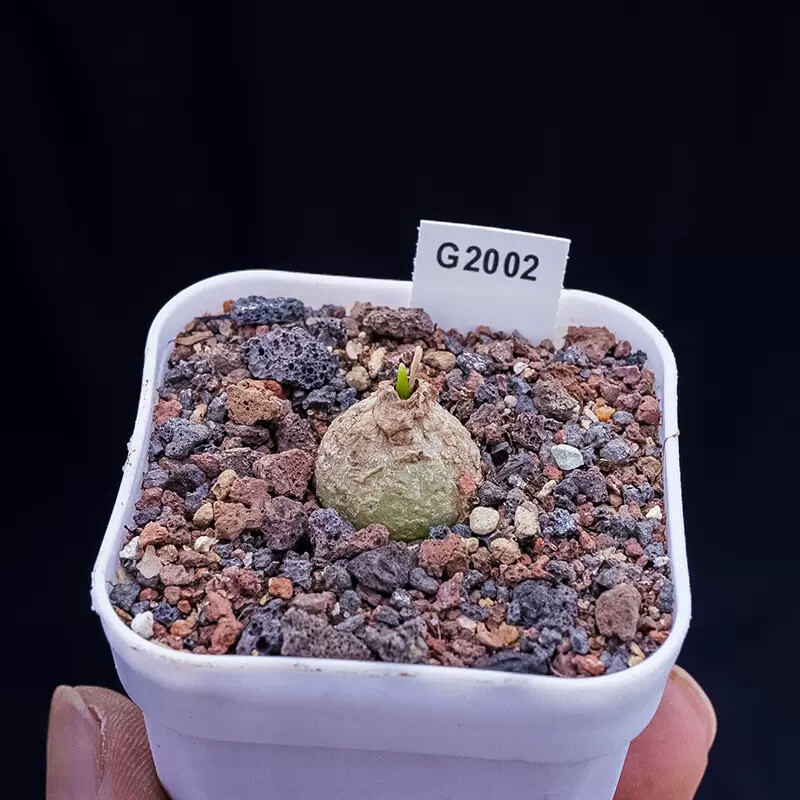 2cm Bowiea Volubilis