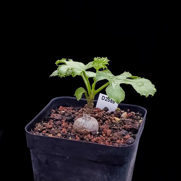 2-3CM Cussonia paniculata