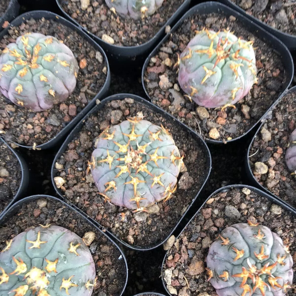 3-4cm Gymnocalycium Unguispinum