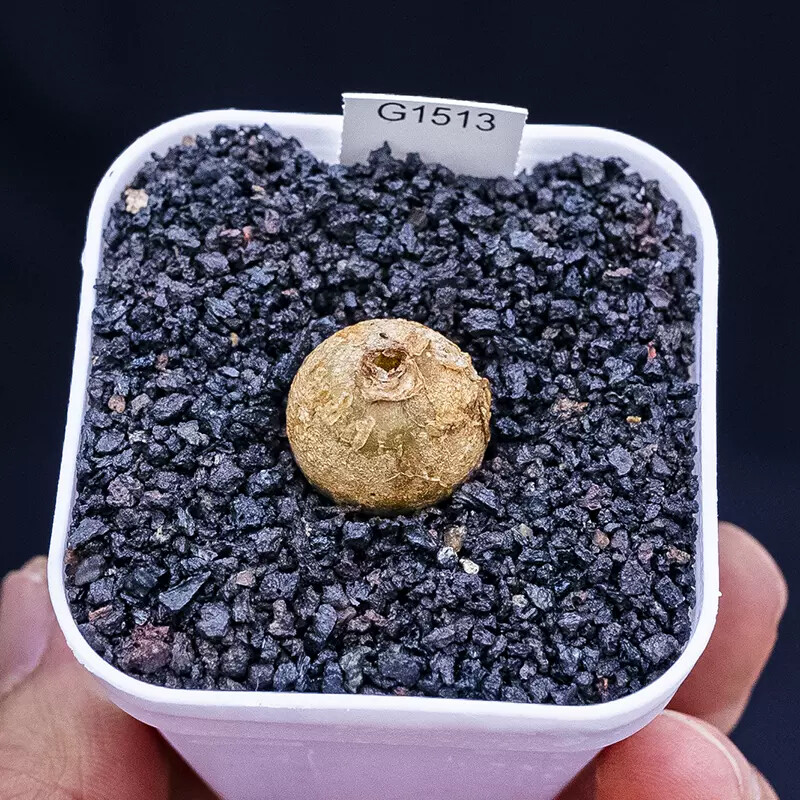 2cm Bowiea Volubilis