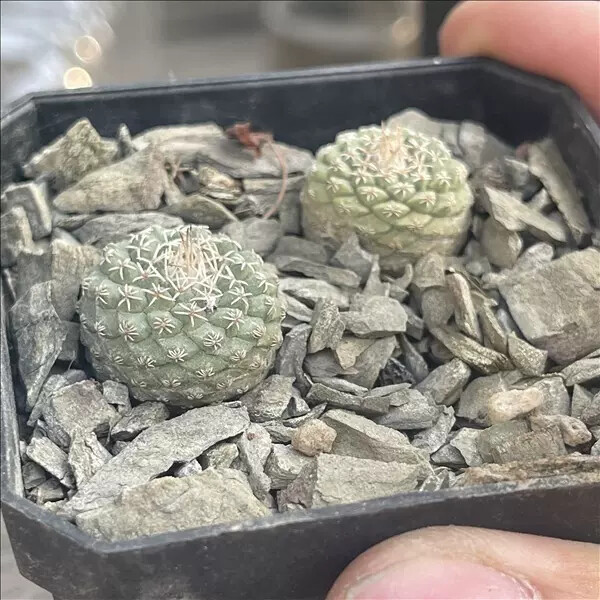 2-2.5cm Strombocactus disciformis